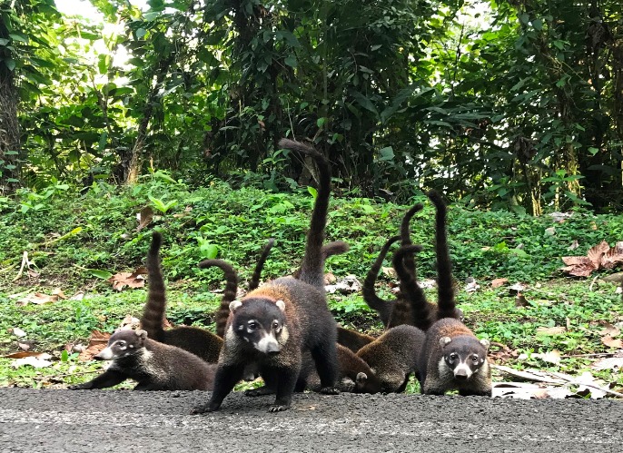 長鼻浣熊 Coatis