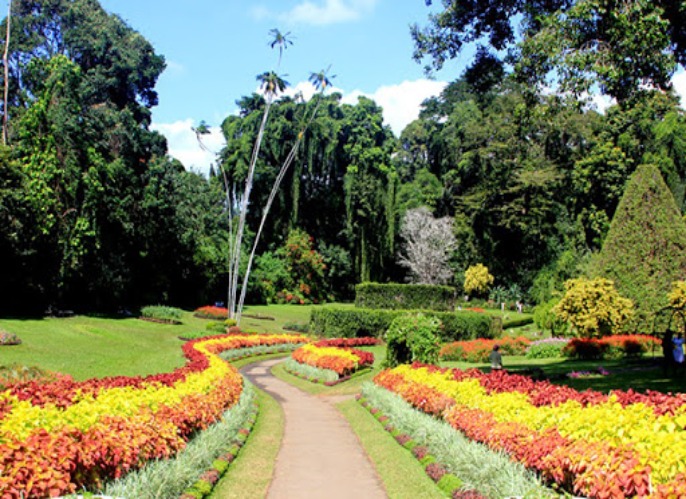 Peradeniya Bontanical Gardens 皇家植物園