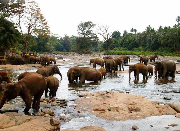 幼象育兒院 Pinnawala Elephant Orphanage