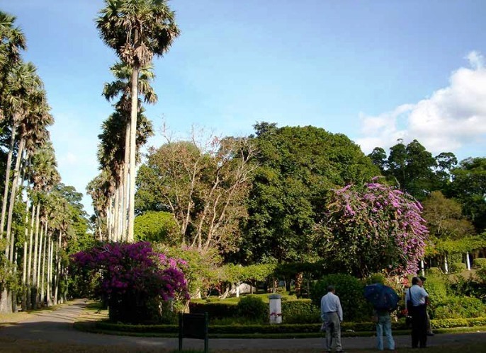 Peradeniya Bontanical Gardens 皇家植物園